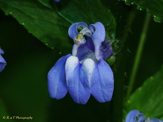 {Lobelia siphilitica}
